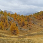 Les mélèzes en automne