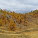Les mélèzes en automne